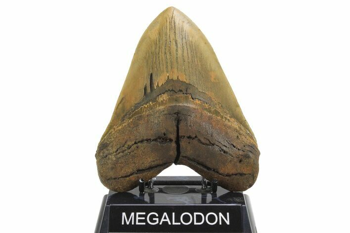 Beastly, Serrated Fossil Megalodon Tooth - Huge NC Meg #298793